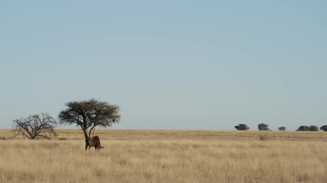 Blue wildebeest (Connochaetes taurinus)) in typical Nama Karoo-Kalahari transition zone habitat near Kimberley, Northern Cape, South Africa. 4K footage of a common wildebeest in its natural habitat.