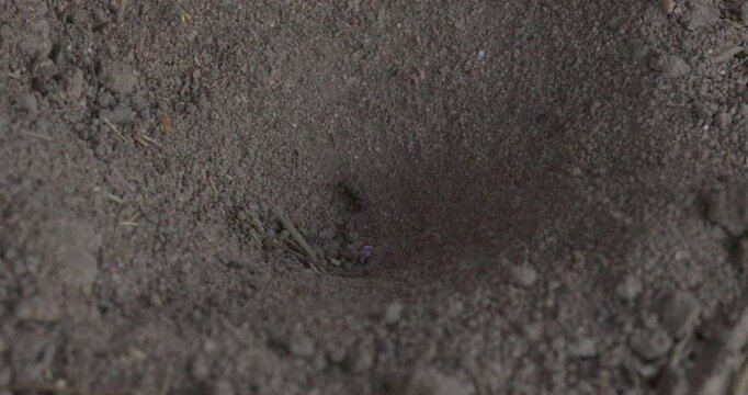 Macro shot of a conical antlion larva trap pit in dry sandy soil with flicking sand.