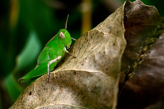 Nymphe der &Auml;gyptischen Wanderheuschrecke // Nymph of the Egyptian grasshopper (Anacridium aegyptium) - Porto, Portugal