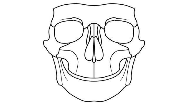 Monkey skull white background.