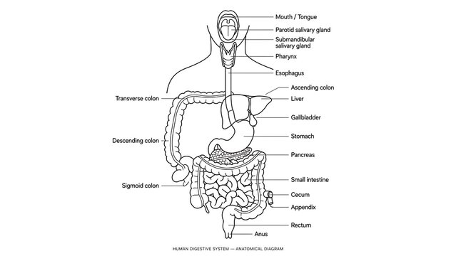 Human Digestive System Anatomy white background.