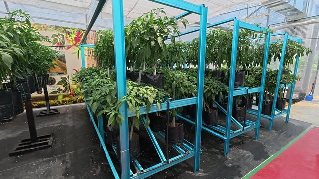 Chili plants grow inside polybags arranged on vertical shelves. This space-saving method optimizes yield within a modern greenhouse set up.