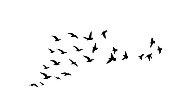 Flock of birds soaring together across a bright white canvas showcasing dynamic movement and natural migration.