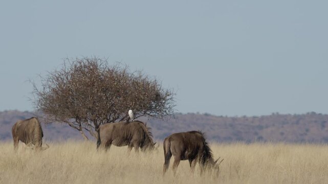 Blue wildebeest (Connochaetes taurinus)) in typical Nama Karoo-Kalahari transition zone habitat near Kimberley, Northern Cape, South Africa. 4K footage of a common wildebeest in its natural habitat.