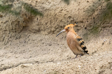 Eurasian hoopoe bird standing on sandy ground in wild © Lens by Kate