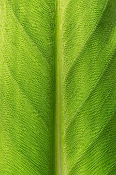 Abstract natural pattern of backlit tropical leaf