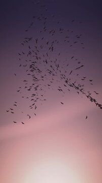 Starling Murmuration Bird Flock at Dusk Seamless Loop in vibrant rose tones vertical 9:16