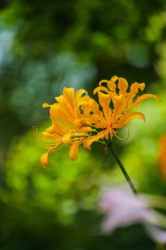 Suddenly laughing Lycoris flowers on the other shore: golden petals and slender stamens