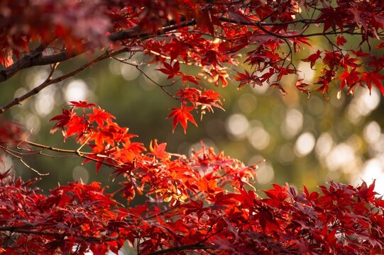 red maple leaves