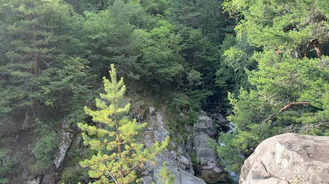 Deep Forest Gorge Surrounded By Dense Evergreen Trees