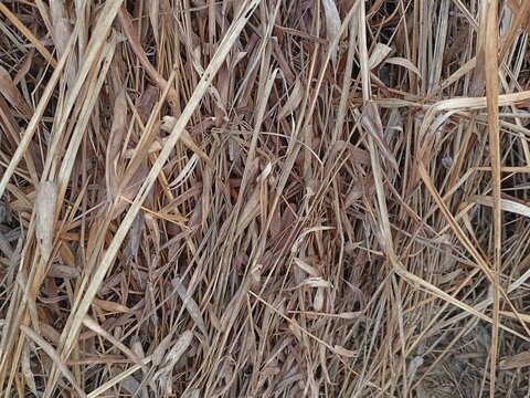 Dry grass texture background. Close up of dry brown hay straws pattern.Pilihan 2: Natural dry grass and hay pattern background. Autumn texture.
