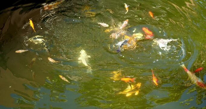 A Group Of Colorful Koi Fish Swimming In A Clear Garden Pond