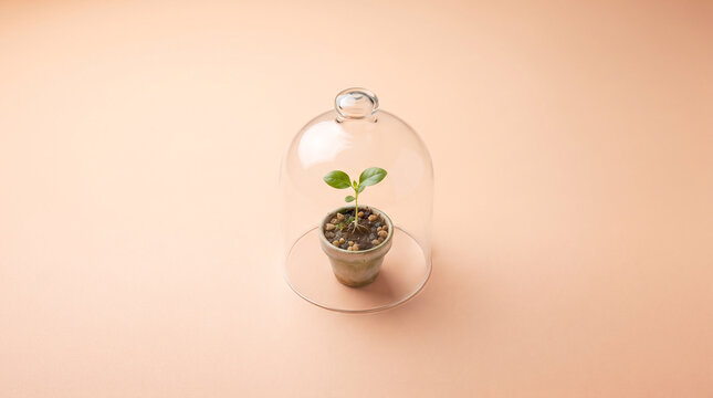 Tiny seedling growing in pot under glass dome on pastel background