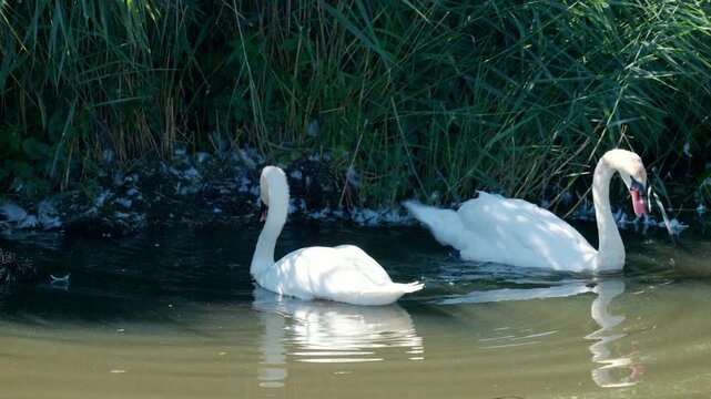Two mute swans get into a bit of a scuffle in the reeds of Federsee, and one of them dives into the water and takes off.