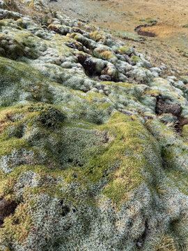 High-altitude cushion plant in Andean landscape.