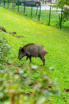 A wild boar forages on a green lawn in an urban residential area near a fence and parked car. This image represents urban wildlife adaptation and human-nature coexistence in modern cities.