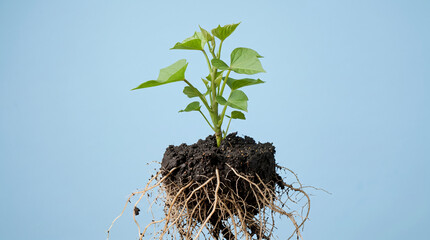 Obraz premium Young plant seedling with intact root ball showing soil and roots