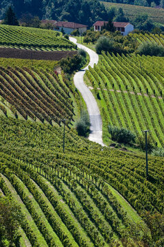 Barolo and Nebbiolo vineyards and grapes in Langhe Piedmont Italy