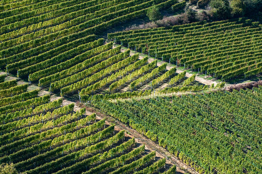 Barolo and Nebbiolo vineyards and grapes in Langhe Piedmont Italy