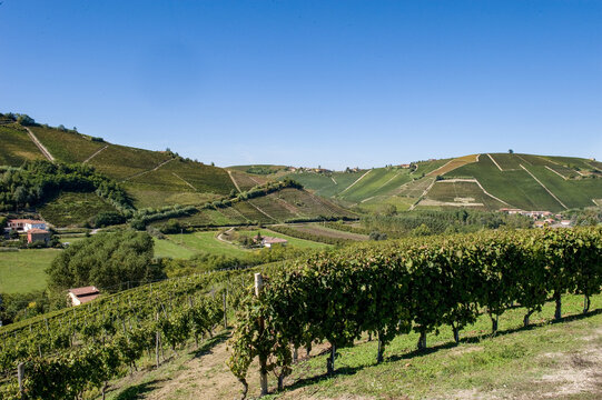 Barolo and Nebbiolo vineyards and grapes in Langhe Piedmont Italy