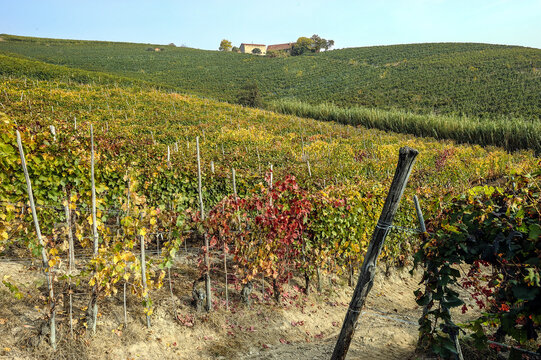 Barolo and Nebbiolo vineyards and grapes in Langhe Piedmont Italy