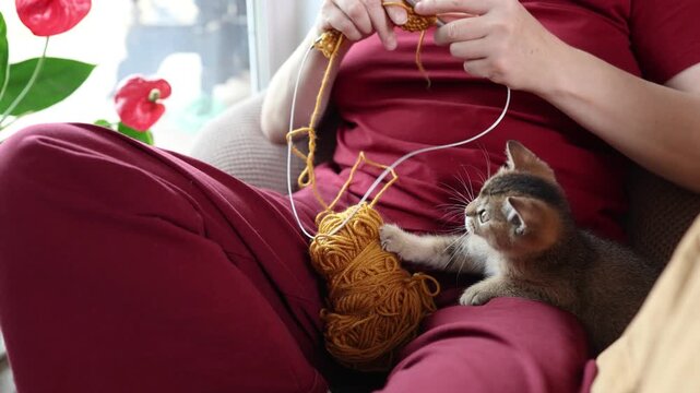 Person knitting with orange yarn on a cozy sofa during unplugged moment with a kitten nearby