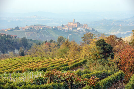 Barolo and Nebbiolo vineyards and grapes in Langhe Piedmont Italy