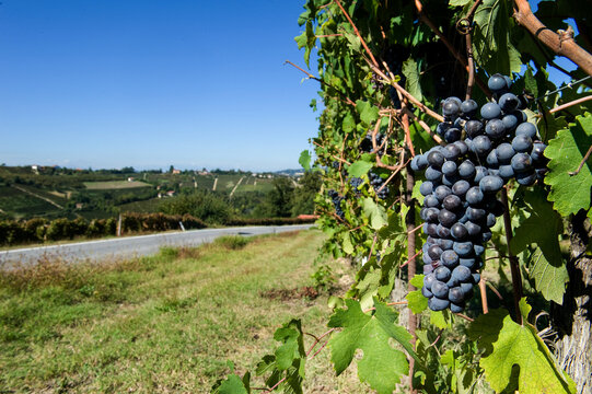 Barolo and Nebbiolo vineyards and grapes in Langhe Piedmont Italy