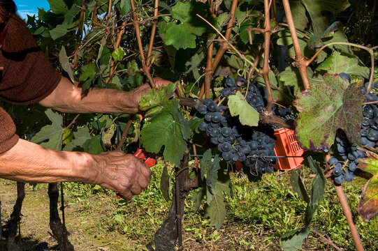 Barolo and Nebbiolo vineyards and grapes in Langhe Piedmont Italy