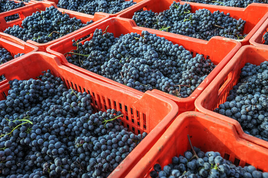 Barolo and Nebbiolo vineyards and grapes in Langhe Piedmont Italy