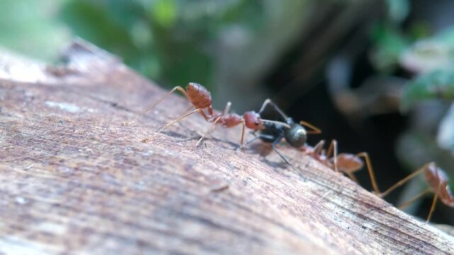 Red Ants Attack Black Ant Macro Shot, Macro Battle Red Ants vs Black Ant, Aggressive Red Ants Fighting Black Ant Macro