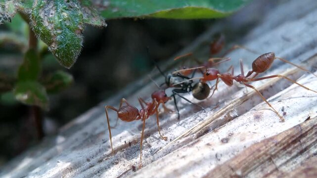 Red Ants Attack Black Ant Macro Shot, Macro Battle Red Ants vs Black Ant, Aggressive Red Ants Fighting Black Ant Macro