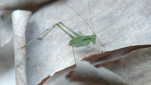 Close Up of Green Katydid Nymph on Dry Leaf (Tettigoniidae), Small Green Bush Cricket Sitting on Dried Leaf (Tettigoniidae), Micro Macro Shot of Tiny Green Insect (Tettigoniidae), 