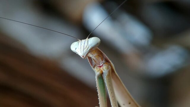 Cone Headed Mantis (Empusa pennata) Resting on Branch Video, Close Up Video of Cone Headed Mantis (Empusa pennata) on Dried Twig, Macro Shot Video of Cone Headed Mantis (Empusa pennata) Insect