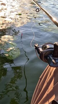 Throws a float with a red tip into the lake. The bobber floats calmly in a pond near green water lilies, then sinks slightly and creates small ripples, drifting in the warm bright daylight.