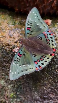 Stunning Euthalia Butterfly with Vibrant Pattern Resting on Mossy Surface