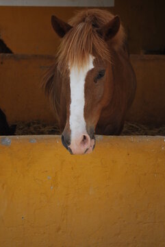 Brown horse portrait with white blaze inside a stable