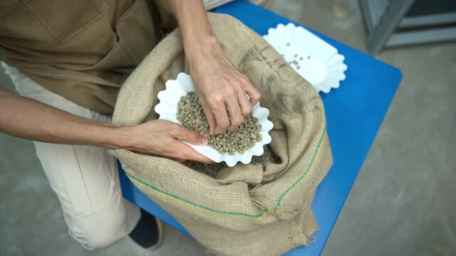 Coffee roaster examining green coffee beans by hand over a burlap sack to assess their quality and physical characteristics before roasting