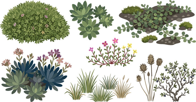Diverse ground cover plants and succulents arranged for botanical design projects