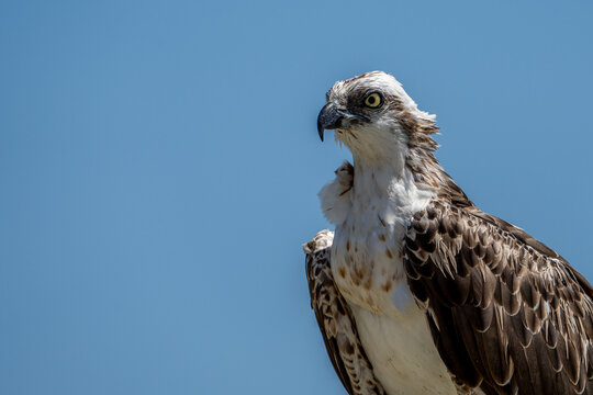 Osprey.