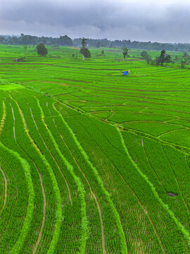 Wide aerial landscape of fertile rice fields. Bali, Indonesia, Asia.
