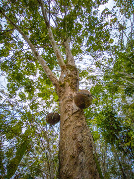 Tall tropical tree viewed from below through lush foliage