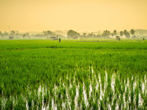 Green rice field landscape with water reflections.