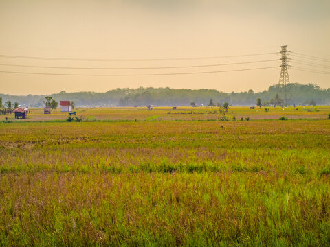 Rural farmland landscape under a warm afternoon sky.