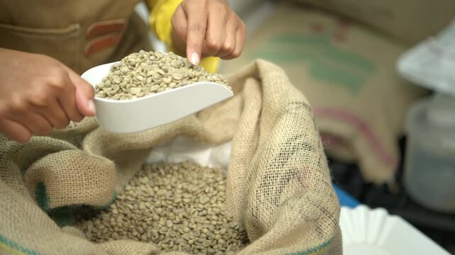 Green coffee beans being manually scooped from a burlap sack for inspection, handling, and preparation before roasting