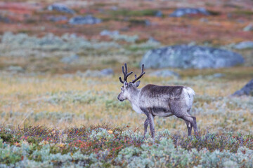 Domestic Reindeer Walking Through Autumn Alpine Landscape on Valdresflye, Norway © Lillian
