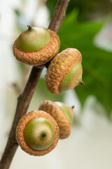 acorns on a branch for background © serhii