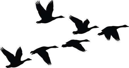Collection of six flying goose silhouettes in different wing positions for wildlife and nature themed designs © PROTABPROSAD