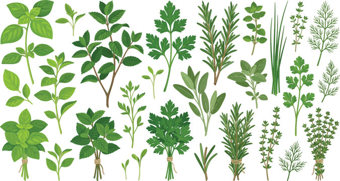 Fresh Herbs Vector Illustration with Gentle Sunlight and Clean Background for Culinary Concepts