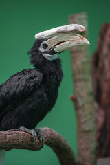 Palawan hornbill © svobodacontributor
